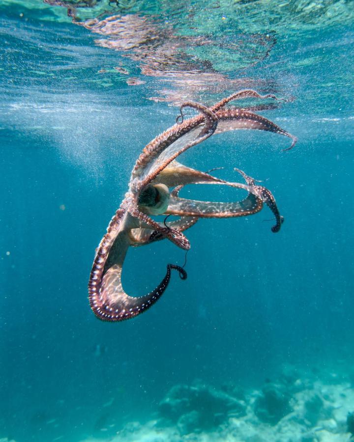 Ocean Lilly Inn Hangnaameedhoo Dış mekan fotoğraf